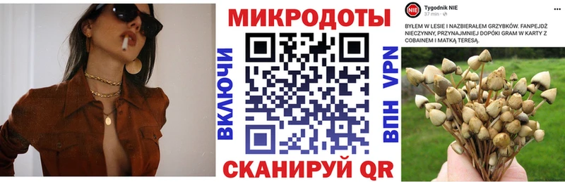 Купить закладки  Котельнич  Псилоцибиновые грибы Psilocybe 